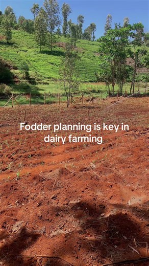 Effective Fodder Planning for Dairy Farming Success