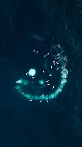 109K views · 2.4K reactions | Humpback bubble-net feeding in Iceland. Yesterday I was out on our family boat in the bay outside of Reykjavik and we found ourselves surrounded by humpback whales. It was truly an extraordinary encounter to see them doing this incredible cooperative hunting technique, trapping fish inside a swirl of bubbles. | Benjamin Hardman | Facebook