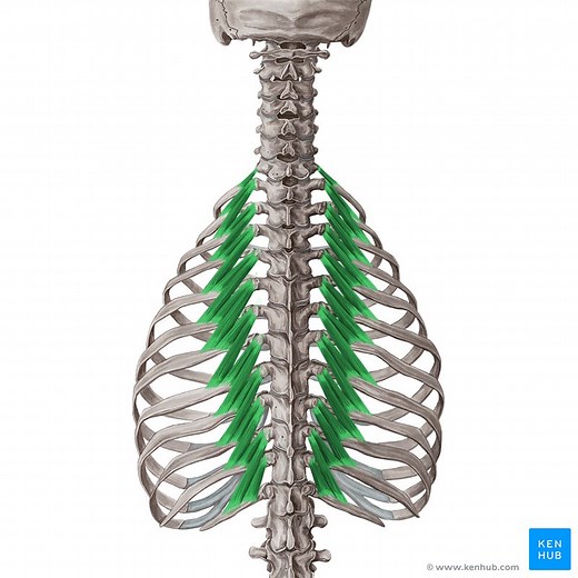 Levatores costarum muscles