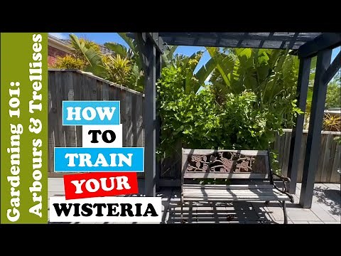 How to Train your Wisteria - Simple & Easy