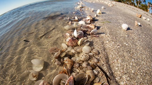 Explore SWFL: The 88th Annual Shell Festival on Sanibel Island starts March 6, 2025