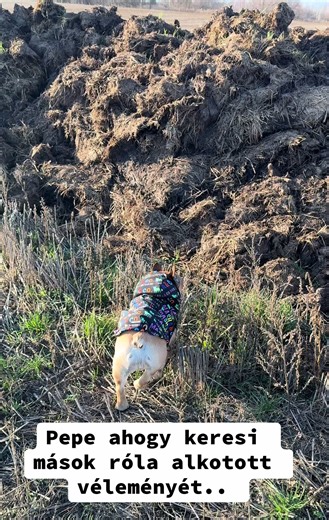 Anita (@danita.anita) videója, benne: eredeti hang - felnottviccek