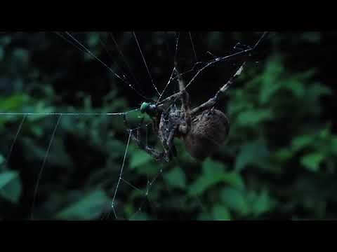 網を張るオニグモ（Araneus ventricosus）：造網中にイヨシロオビアブ（Tabanus iyoensis）を捕食