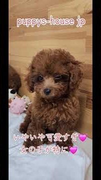 ラブちゃんっ子の2回目のワクチンに行って来ました🎵それより、この女の子は小さく可愛くなりそうね～😜報告でした🎵👍#パピーズハウス #トイプードルのいる暮らし #タイニープードル #トイプードル