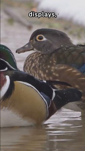 Amazing Wood Duck Facts: 5 Fascinating Things About Wood Ducks You Won't Believe! Fauna Fax #Shorts