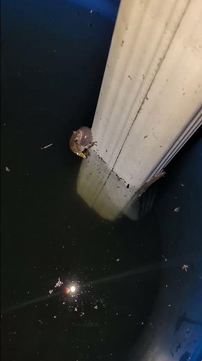 Gray Treefrog Chirping In My Rain Barrel