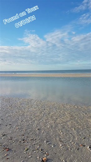 Where were the big shells this past week? Totally different shelling every.single.day. #florida #shelling #letsgoshelling #shelltour #shelltok