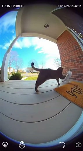 Cat vs Squirrel wild boxing match caught on camera #cat #animals #brainrot #shorts #shortvideo