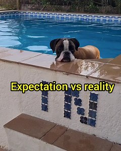 310K views · 10K reactions | Expectation vs reality: relaxing in a pool with a boxer dog! #boxerdog #boxer #funnydog #doggo | Bobby from the bin | Facebook
