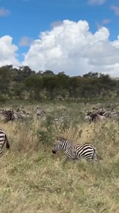 1.1M views · 8.6K reactions | Watch how this baby zebra steals the...