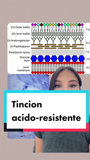 Reply to @anggi_carolina #greenscreen #microbiology #microbiologia #parati #ciencia #cienciatiktok #aprendeentiktok