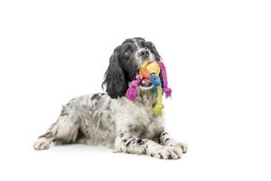 5 Common Cocker Spaniel Health Problems