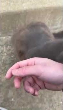 Video of adoptable pet named Heathcliff