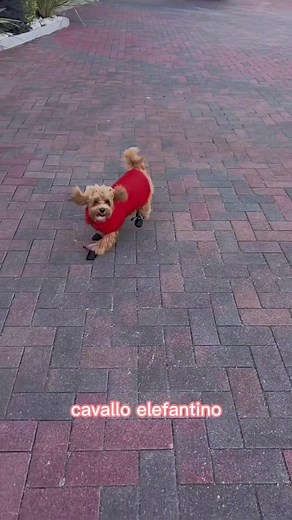 All about Maltipoos: The Mix of Maltese and Poodle