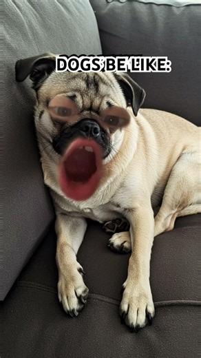 Dogs be like