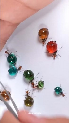 Facts about honeypot ants | Honeypot ant #honeypot #ants #shorts