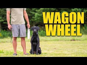 Wagon Wheel: Duck Dog Handling Drills
