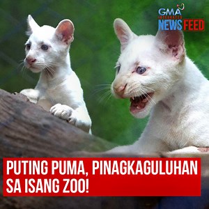29K views · 194 reactions | May pinagkakaguluhan ang maraming bisita sa isang zoo sa Nicaragua. Ang isa kasing puma na isinilang doon, pambihira ang hitsura! Silpin 'yan sa video! | GMA News | Facebook