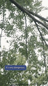 Taking down a tree takes teamwork. Protecting a business requires partnership. That’s why Native American Tree Experts choose Eastern Shore Insurance. Secure your future at easternshoreia.com | Eastern Shore Insurance Agency