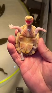 Laughing turtle #savetheturtles #turtledove #turtletime #🐢 #seaturtle #tortoises #turtlelife #tortoise #turtle #cuteturtles | Turtle lover