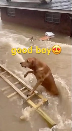Incredible Dog Rescue: Brave Pup Saves Animals from Floods! 🐕