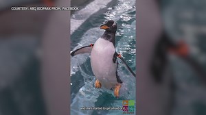 ABQ BioPark highlights penguins in "Swim School"