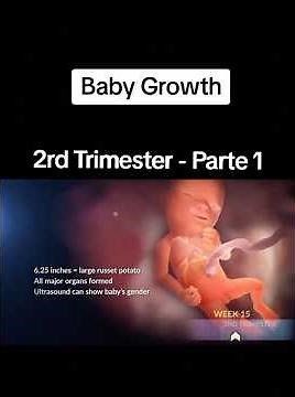 How your baby grows inside you in Second Trimester Part1#fetaldevelopment#pregnancyweekbyweek#viral