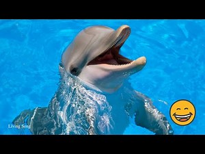 Happy Dolphin Sounds