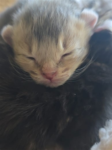 highlander kitten challenge... how many do you see? #kittenchallenge #cosmiccats #carebearlitter #cattoks #cute