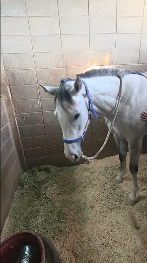 iliopsoas muscle release. #horse #horsesports #equestrian #massage #horsetherapy