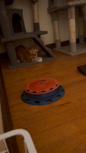 The rest of the litter is asleep, but Bean (formerly Zeppelin) is still going strong! That mouse toy is getting quite a workout tonight. | Naturacoon Cattery