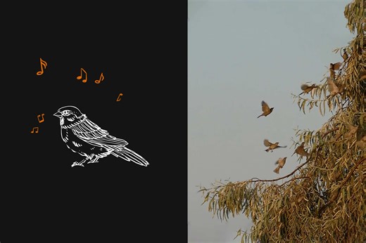 What songbirds can teach us about the human brain