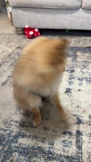Adorable Benny: The Cutest Dog Encounter