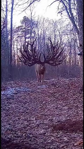 Absolutely incredible trail cam footage! 🤯🤯 #hunting #deerhunting