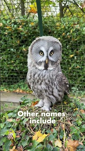 The many names of Great Grey Owls