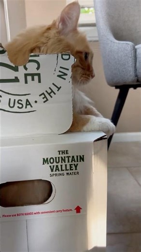 Gentry Kitty Boxed In #cutecat