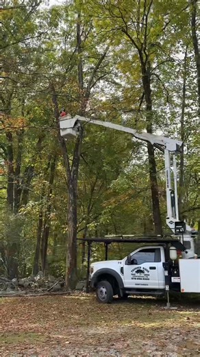 3.2K views · 53 reactions | Great Day at Thunder Ridge Tree Service! We tackled the removal of 19 trees, and it was a fantastic experience! Our team worked hard, laughed even harder, and made the tough task fun. If you need tree work, reach out to us—we’re ready to help with a smile! #ThunderRidgeTreeService #TreeRemoval #TeamSpirit #treeservice #BucketTrucks #freightliner #vermeer #ecofriendly #localbusiness #millmont #naturelovers | Thunder Ridge Tree Service | Facebook