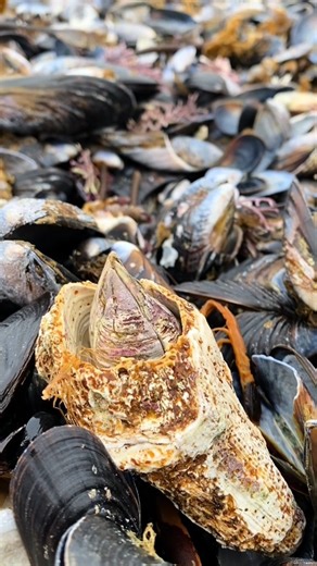 50K views · 370 reactions | Have you ever heard a barnacle 邏 Part 3 #BarnacleFacts #MarineLife #OceanEducation #NatureLovers #FunWithScience #fblifestyle | Marine biology | Facebook