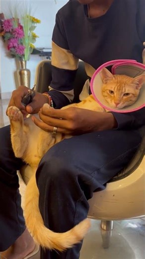 Penny ready ho rahi hai #ekmotahathighumechala