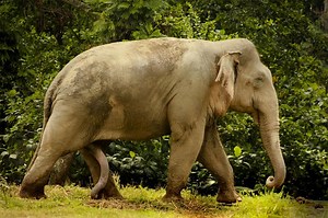 Electroejaculation Is an Undignified but Efficient Way to Save Endangered Species