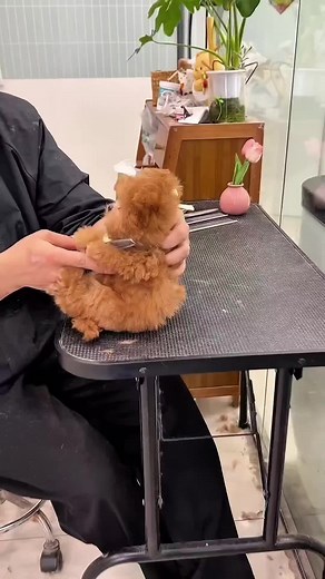 Cute Puppy Videos Compilation: Puppy Love & Play Highlights