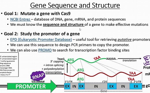 检索基因和启动子序列Retrieving Gene & Promoter Sequences