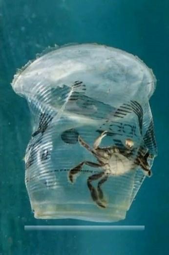 Cause and effects of littering