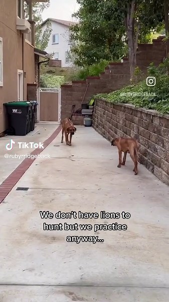 Rhodesian Ridgeback: Hunting Skills Practice