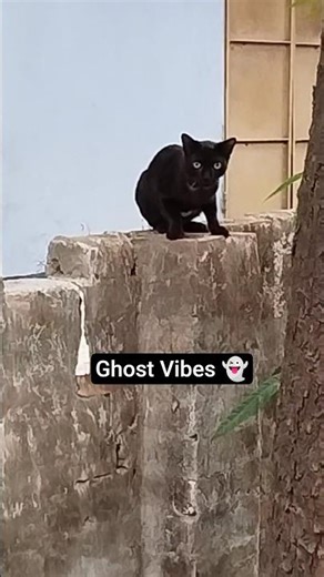 Haunted Eyes of a Black Cat 👁️ #blackcat #ghostcat #ghostsounds #creepycat #ghostvibes #shorts
