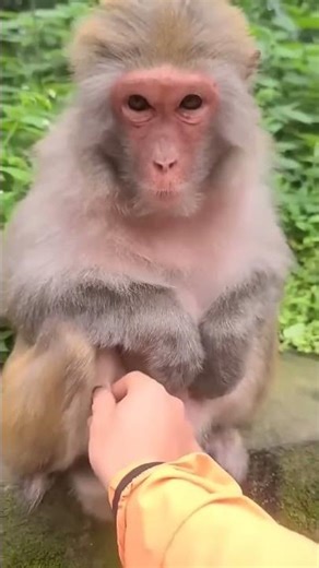 funny laughing monkey #shorts