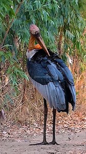 47K views · 643 reactions | Endangered big bird from stork family common in Southern Asia #stork #bird #nature #wildlife #endangered #bigbird #habitat #southasia HA56801 | HAWI Studios | Facebook