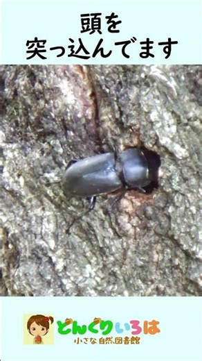 First one of the year! Found a stag beetle! [Stag beetle hunt]