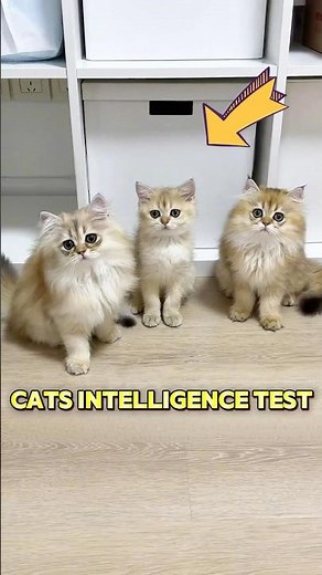 This cat failed the IQ test