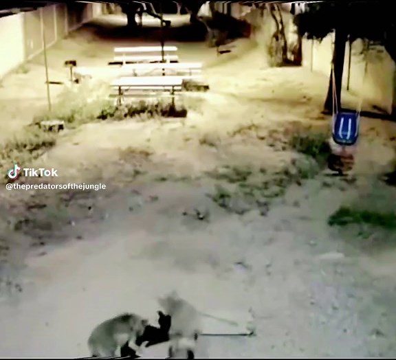 #wildanimals #coyote #cat #animals